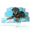 painting modern dog playing with paper - version: 9 pannelli 173x103cm