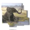 quadro con elefante seduto - version: 6 pannelli 113x99cm