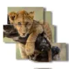 tableaux avec lion embrassant la branche - version: 5 pannelli 104x92cm