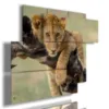 Paintings of a lion embracing a branch