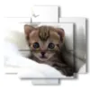 paintings cats puppies - version: 5 pannelli 89x85cm