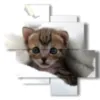 quadri gatti cuccioli - version: 4 pannelli 97x97cm