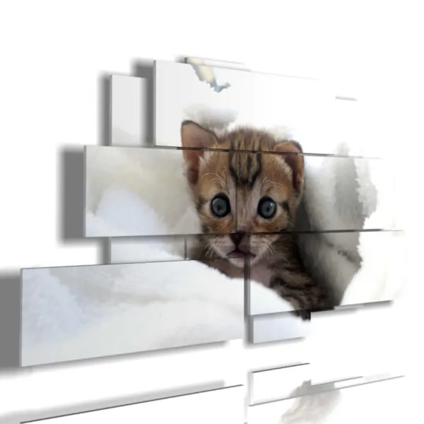 quadri gatti cuccioli