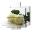 painting white roses in book pages - version: 5 pannelli 89x85cm
