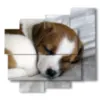 painting with paintings dogs puppies while they sleep - version: 5 pannelli 106x98cm