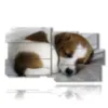painting with paintings dogs puppies while they sleep - version: 10 pannelli 183x100cm