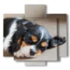 quadro zampa cane piccolino mentre dorme - version: 5 pannelli 89x85cm