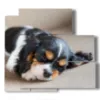 cuadro de pata de perro pequeno mientras duerme - version: 5 pannelli 102x93cm