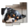 quadro zampa cane piccolino mentre dorme - version: 5 pannelli 106x98cm