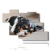quadro zampa cane piccolino mentre dorme - version: 7 pannelli 150x102cm