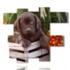 tableau de chien dans une corbeille de fleurs - version: 11 pannelli 171x150cm