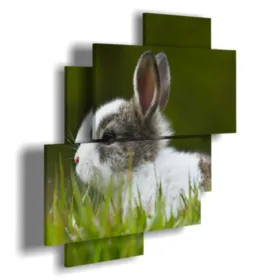 Animal pictures with a bunny for children