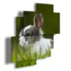 Animal pictures with a bunny for children