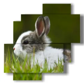 quadri animali per bambini