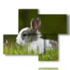 tableaux animaux pour enfants avec lapin - version: 4 pannelli 94x77cm