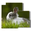 animal paintings for children with bunny - version: 5 pannelli 102x93cm