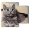 cats in paintings in a box - version: 4 pannelli 91x85cm