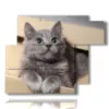 katzen in bildern in einer box - version: 6 pannelli 122x96cm
