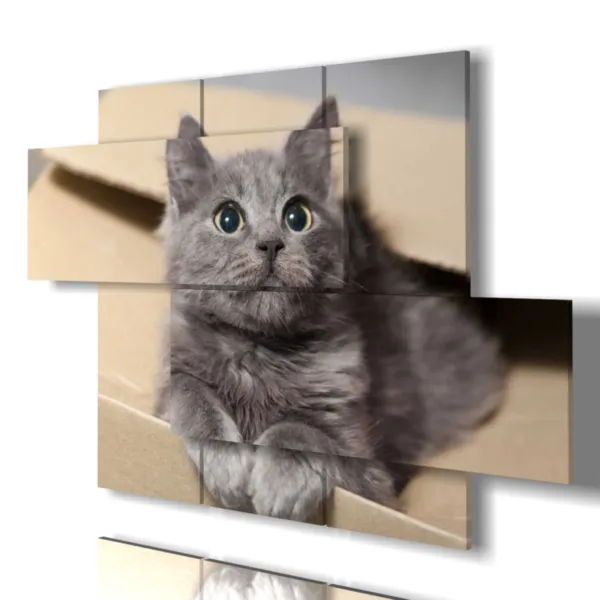 Impresiones de gatos