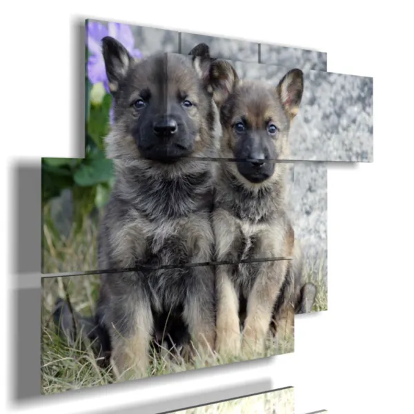 quadri di cani cuccioli
