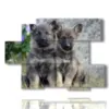 paintings of puppies dogs - version: 6 pannelli 129x94cm