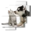bilder katzen und hunde mit viel liebe - version: 4 pannelli 77x78cm