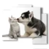 bilder katzen und hunde mit viel liebe - version: 5 pannelli 89x77cm