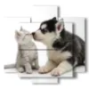 paintings cats and dogs with lots of love - version: 5 pannelli 89x85cm