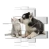 quadri cani e gatti con tanto amore - version: 13 pannelli 186x152cm