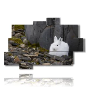 immagini quadri animali