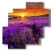 bilder lavendelblueten gekuesst von einem spektakulaeren sonnenuntergang - version: 4 pannelli 77x78cm