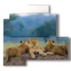 tableaux de lionceaux dans leur taniere - version: 4 pannelli 83x78cm