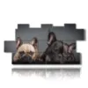 paintings with curious dogs - version: 11 pannelli 202x103cm