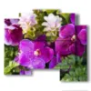 abstrakte bilder mit lila blumen - version: 5 pannelli 89x77cm