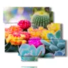 tableau de fleurs avec des succulentes colorees - version: 6 pannelli 113x99cm