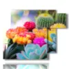 painting of flowers with colored succulents - version: 6 pannelli 122x96cm