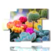 tableau de fleurs avec des succulentes colorees - version: 6 pannelli 129x94cm
