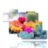 tableau de fleurs avec des succulentes colorees - version: 7 pannelli 150x102cm
