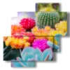 quadro di fiori con piante grasse colorate - version: 4 pannelli 77x78cm