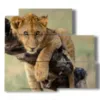 tableaux avec lion embrassant la branche - version: 5 pannelli 102x93cm