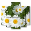 painting of daisies in a meadow - version: 5 pannelli 89x85cm