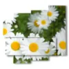 tableau de marguerites dans un pre - version: 5 pannelli 106x98cm