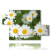 tableau de marguerites dans un pre - version: 5 pannelli 128x85cm