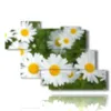 painting of daisies in a meadow - version: 7 pannelli 150x102cm