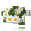 tableau de marguerites dans un pre - version: 6 pannelli 136x91cm