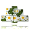 tableau de marguerites dans un pre - version: 6 pannelli 135x85cm