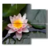 painting with lotus flowers - version: 4 pannelli 91x85cm