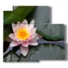 bild mit lotusblueten - version: 5 pannelli 102x93cm