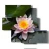 cuadro con flores de loto - version: 5 pannelli 104x92cm
