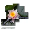 painting with lotus flowers - version: 5 pannelli 120x99cm